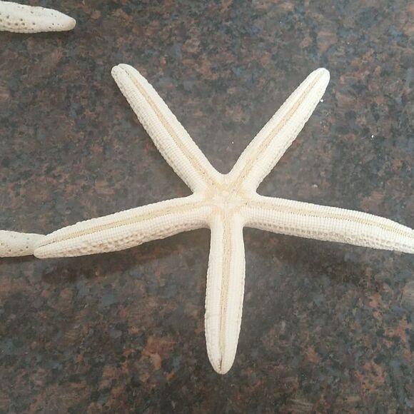 10 Faux Star Fish...New - Picture 3 of 3